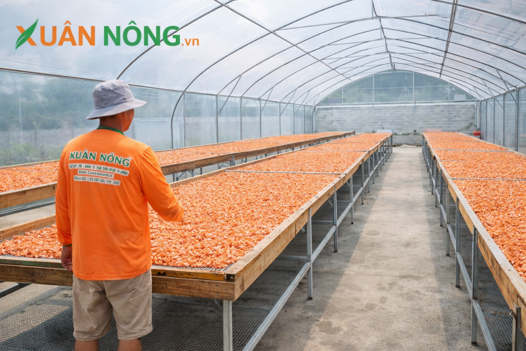 Báo giá nhà kính phơi tôm khô