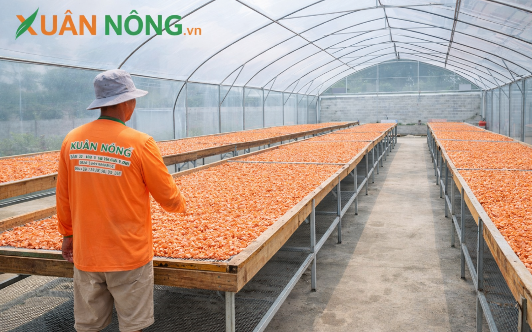 Báo Giá Nhà Kính Phơi Tôm Khô 2026 — Giữ Màu, Giữ Vị