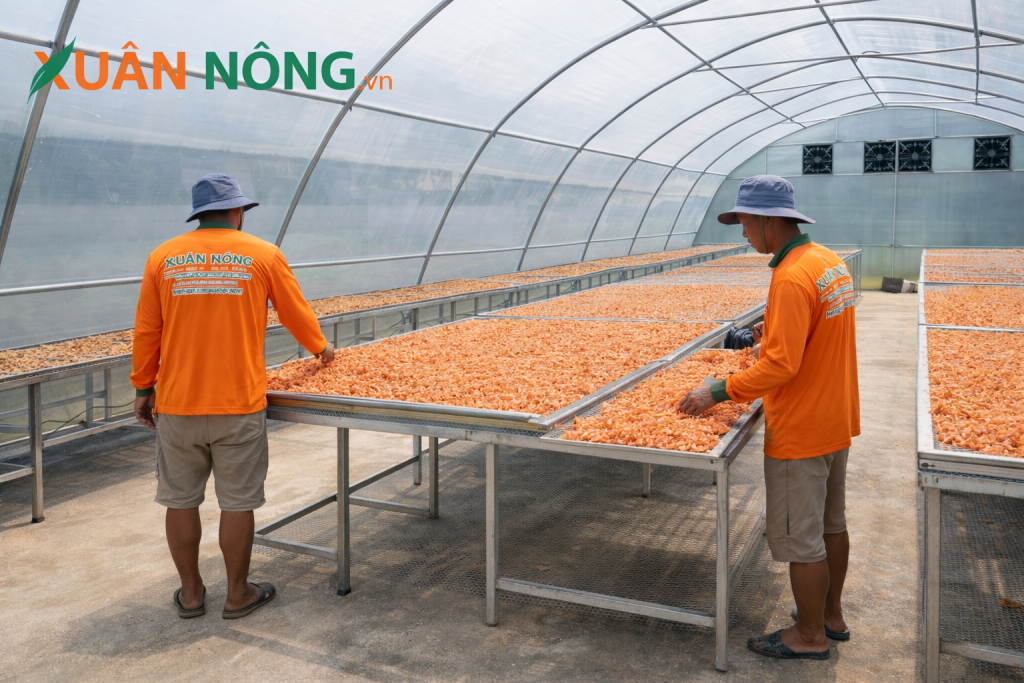 Báo giá nhà kính phơi tôm khô