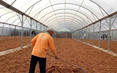 Báo Giá Nhà Kính Phơi Xơ Dừa 2026 — Chi Phí Rõ, Hiệu Quả Lâu